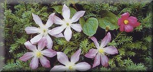 Clematis photograph