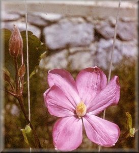 Clematis photograph