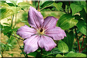 Clematis photograph