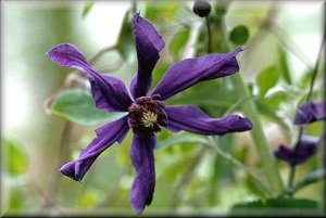 Clematis photograph