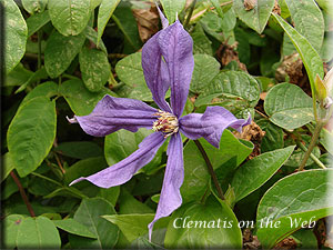 Clematis photograph