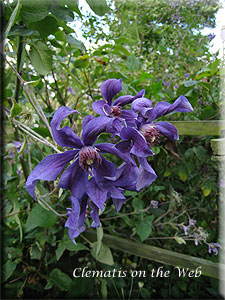 Clematis photograph