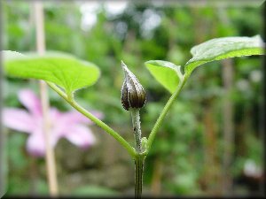 Clematis photograph