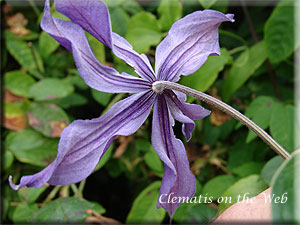 Clematis photograph