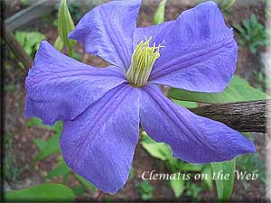 Clematis photograph