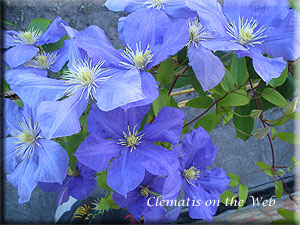 Clematis photograph