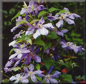 Clematis photograph