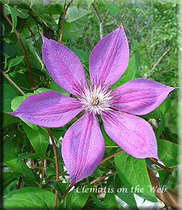 Clematis photograph