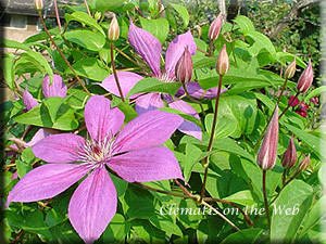 Clematis photograph