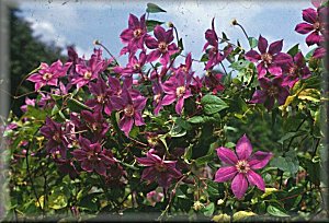 Clematis photograph