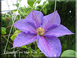 Clematis photograph