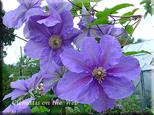 Clematis photograph