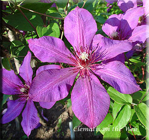 Clematis photograph