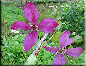 Clematis photograph