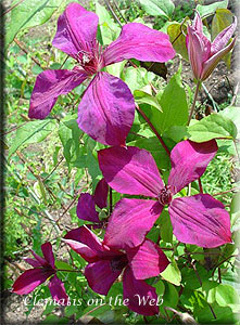 Clematis photograph