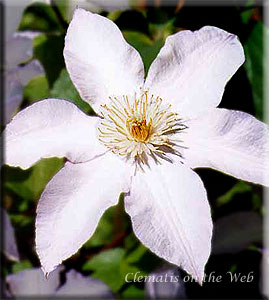 Clematis photograph