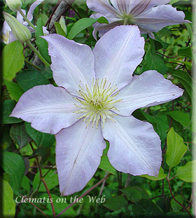 Clematis photograph