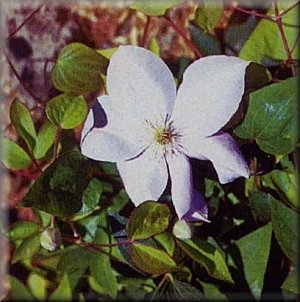 Clematis photograph