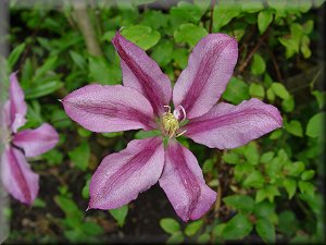 Clematis photograph