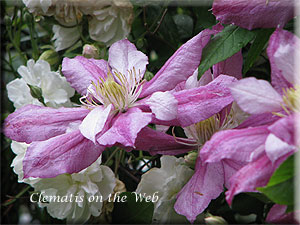 Clematis photograph