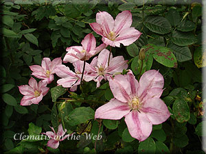 Clematis photograph