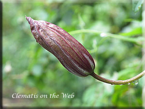 Clematis photograph