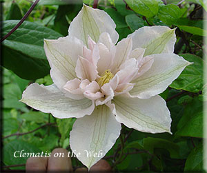 Clematis photograph