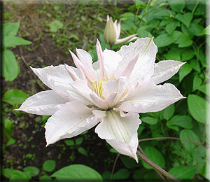 Clematis photograph