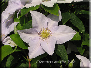 Clematis photograph