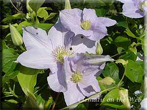 Clematis photograph