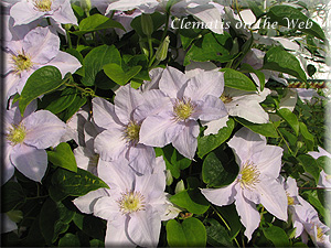 Clematis photograph