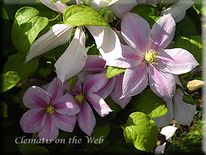 Clematis photograph