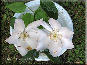 Clematis photograph