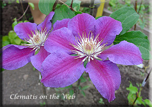 Clematis photograph