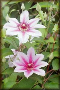 Clematis photograph