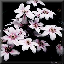 Clematis photograph