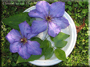 Clematis photograph