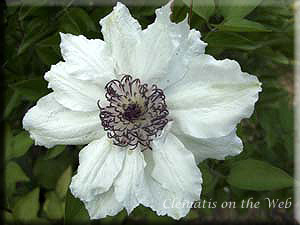 Clematis photograph