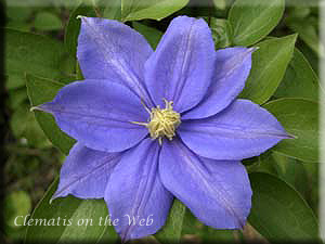 Clematis photograph