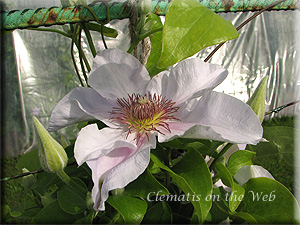 Clematis photograph