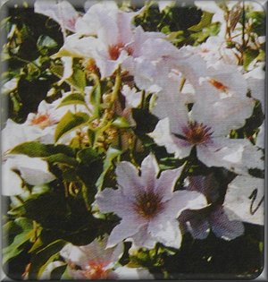 Clematis photograph