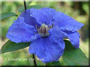 Clematis photograph