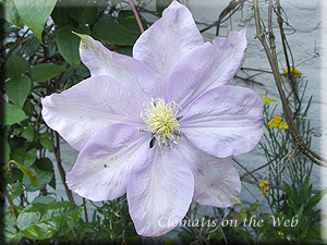 Clematis photograph