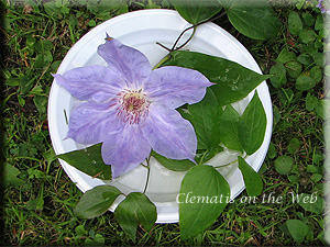 Clematis photograph