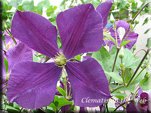 Clematis photograph