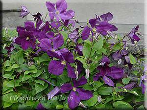 Clematis photograph