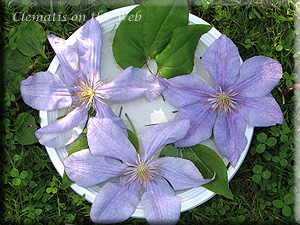 Clematis photograph