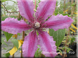 Clematis photograph