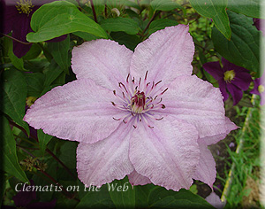 Clematis photograph