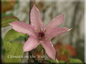 Clematis photograph